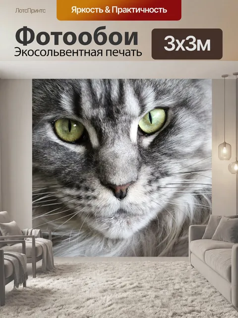 Фотообои Кот, мейн кун, кошка мейн-кун