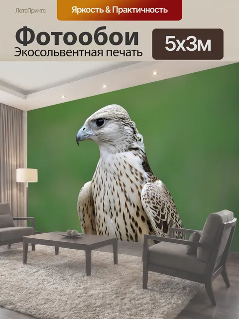 Фотообои Сокол Портрет Сокола