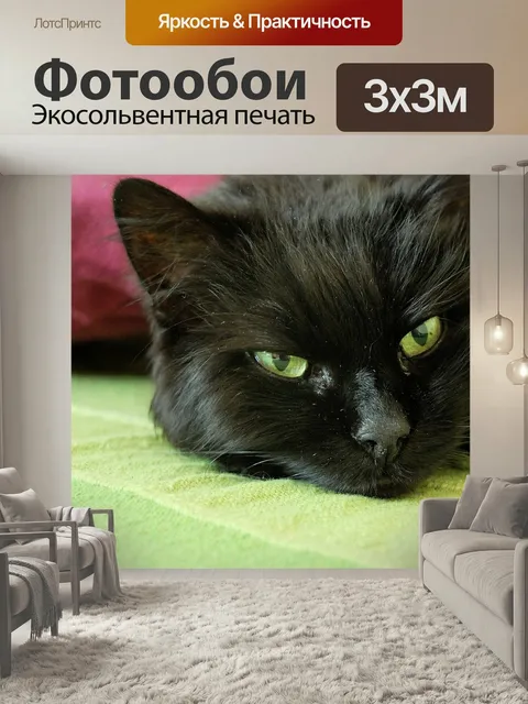 Фотообои Кот, кошачьи глаза, черный кот