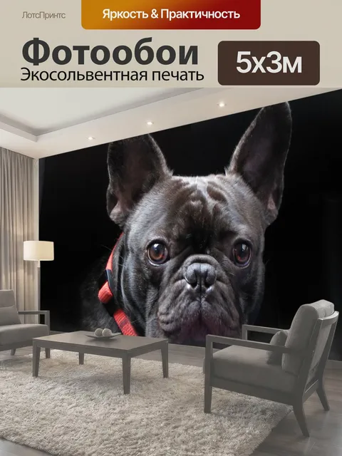 Фотообои Симпатичный французский бульдог