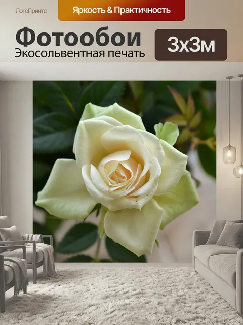 Фотообои Кремовая роза, идеальное цветение, цветок