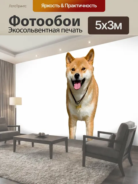 Фотообои Собака, изолированных на белый Красивые японские Сиба-ину