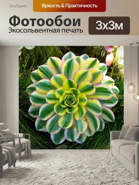 Фотообои Толстолистное растение, эониум, завод