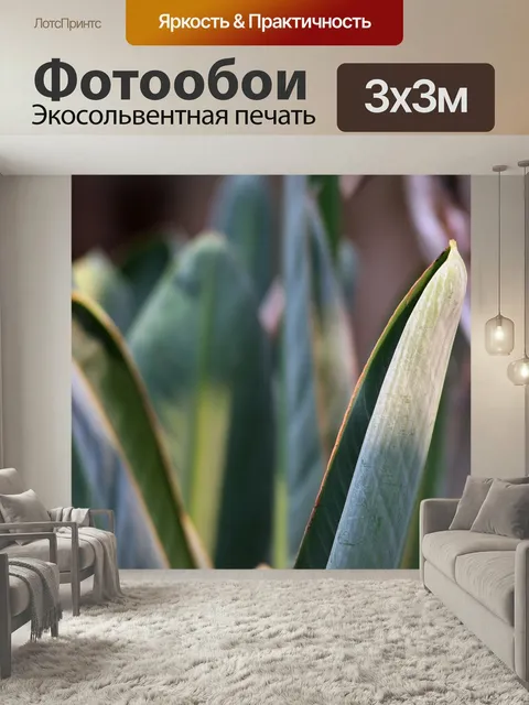 Фотообои Стрелиция листья лист оболочка долго