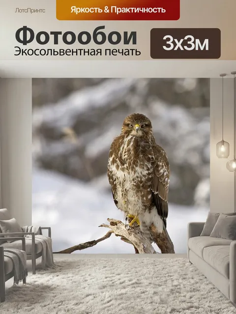 Фотообои Канюк, птица, настоящие канюки