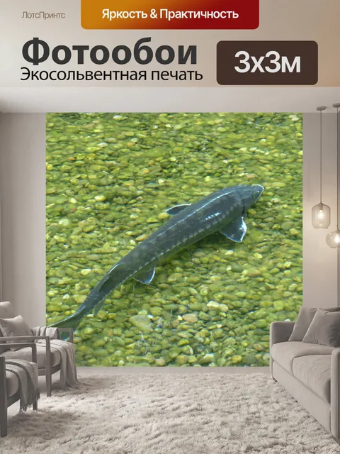 Фотообои Стерлядь, рыбы, осетры ruthenus