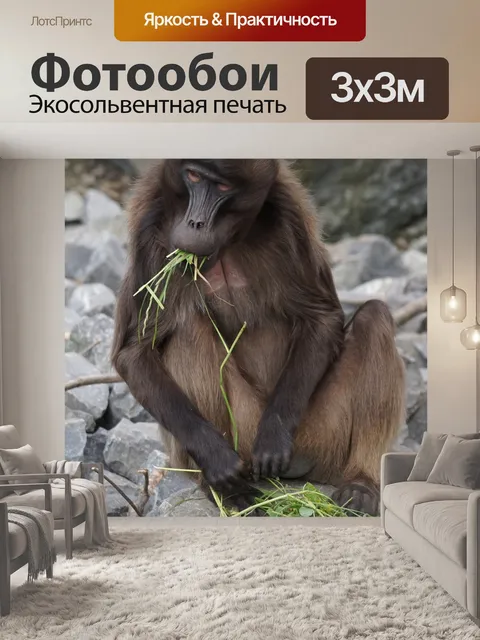 Фотообои Dschelada, обезьяна, мужчина