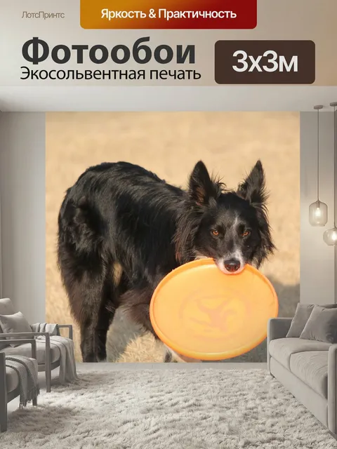 Фотообои Собака, бордер-колли, игривый