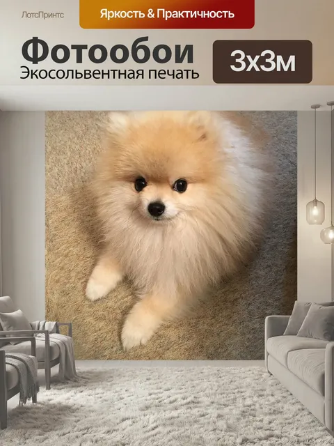 Фотообои Карликовый шпиц, домашнее животное, маленькая собака