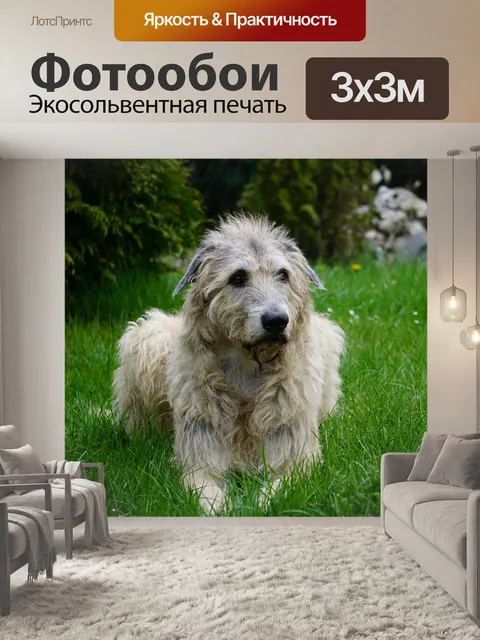 Фотообои Ирландский волкодав, собака, нежный гигант