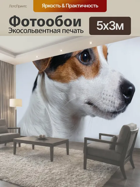 Фотообои Собака, джек-рассел, терьер