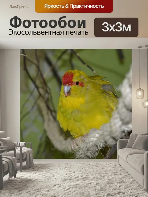 Фотообои Попугай, бегущий попугай, птица