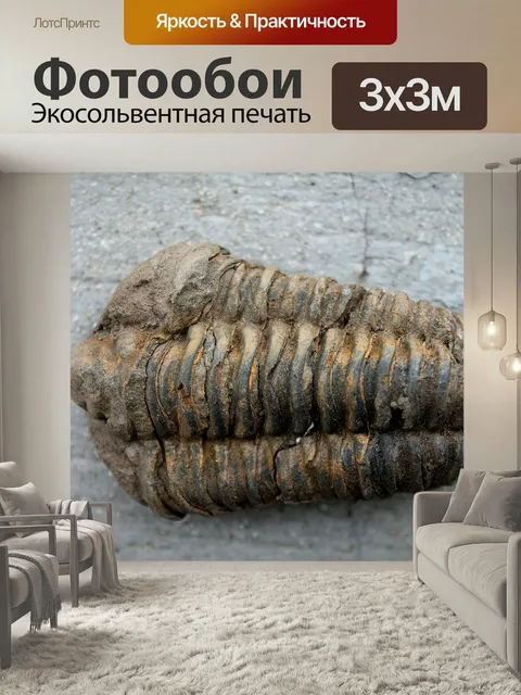 Фотообои Ископаемые, трилобиты, окаменелости