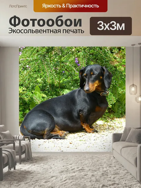 Фотообои Такса, собака, чернить
