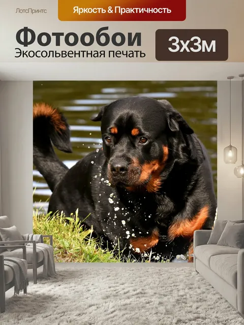 Фотообои Ротвейлер, чистокровную собаку, животное