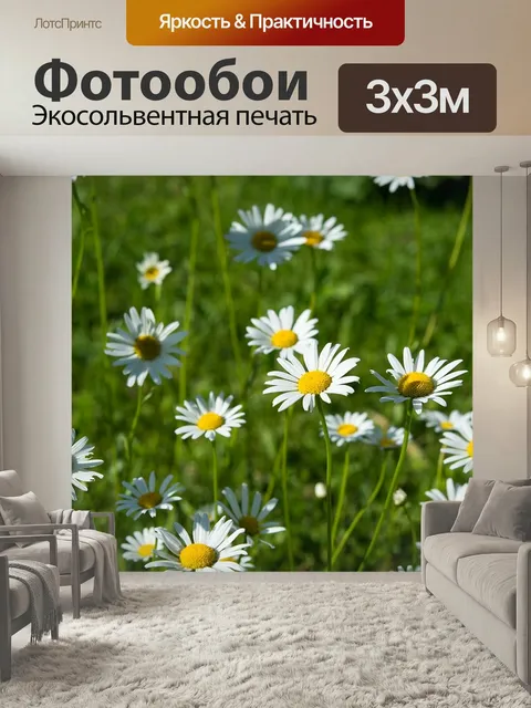 Фотообои Ромашки, луговые ромашки, луговые цветы