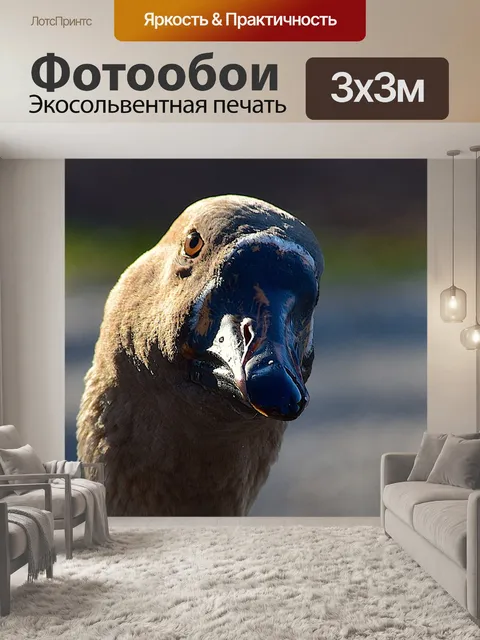 Фотообои Гусь, профиль, лицо