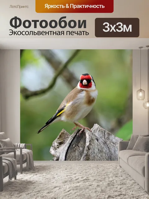 Фотообои Щегол, песня птица, птица