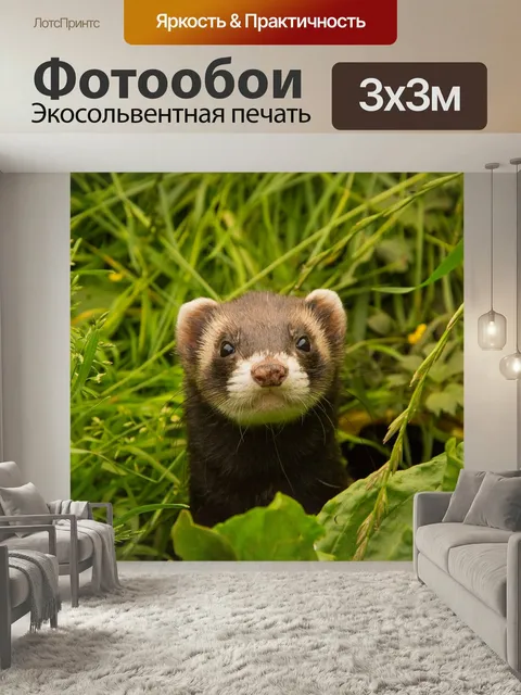 Фотообои Животные, хорек, забота о животных