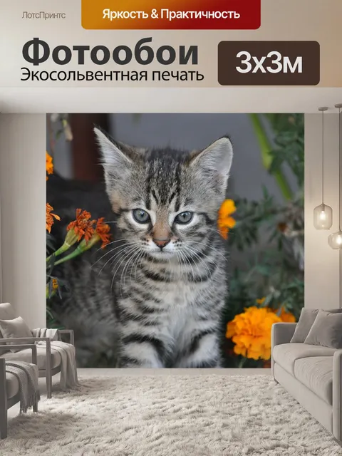 Фотообои Животные, котенок, молодой котенок