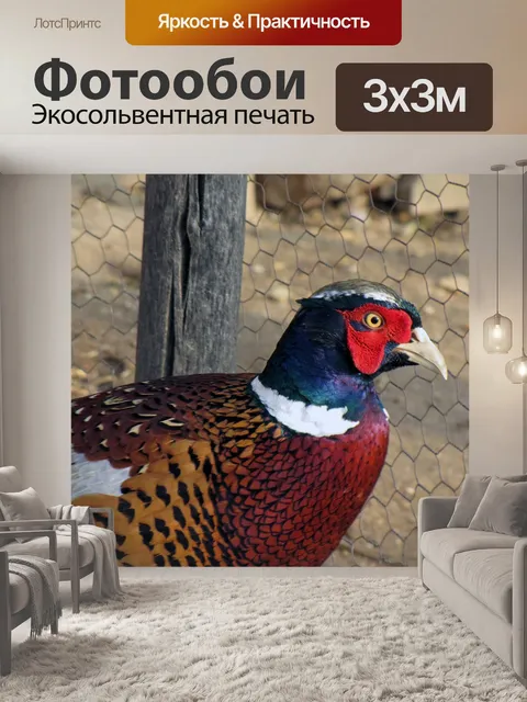Фотообои Фазан, птица, домашнее животное