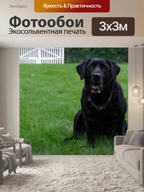 Фотообои Собака, лабрадор, чернить