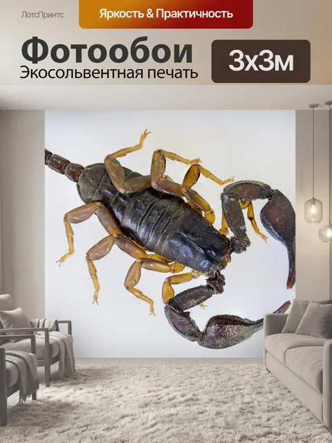 Фотообои Скорпион, черный скорпион, euscorpius flavicaudis