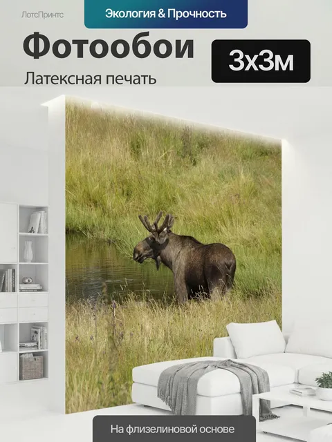 300 × 300 см · Латексная печать