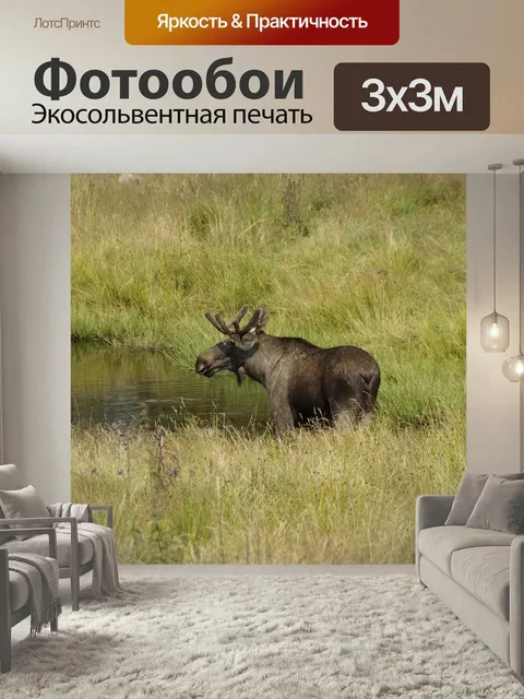 Фотообои Лось, лось бык, мужчина