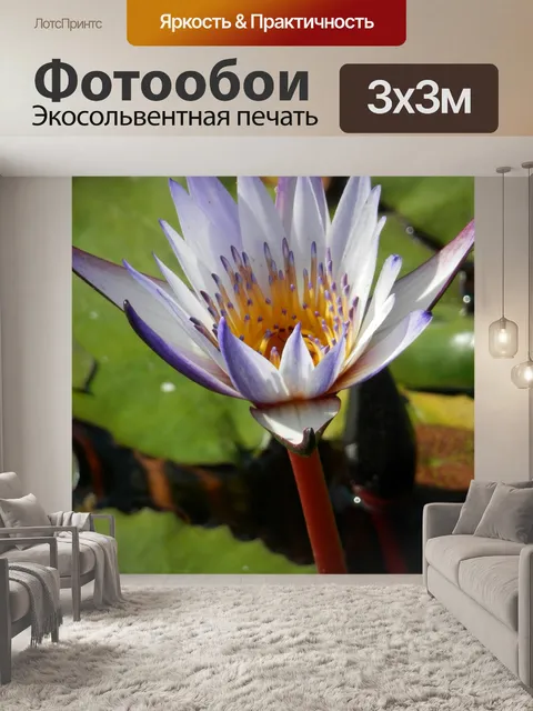 Фотообои Цветение, цветок, цветы