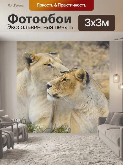 Фотообои Львица, лев, африка