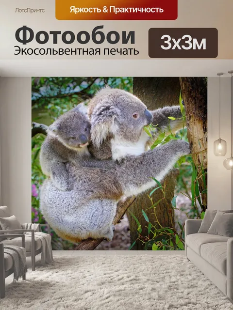 Фотообои Коала, австралия, животное