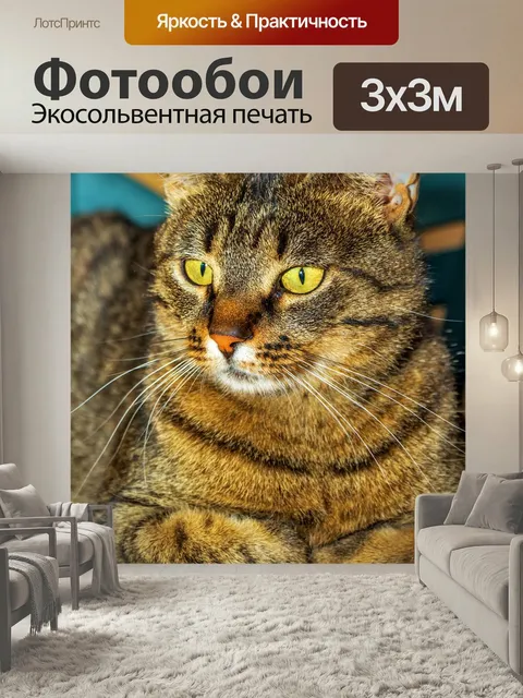 Фотообои Кошка, простоя кошка, домашние животные