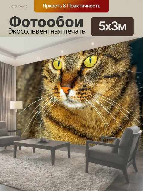 Фотообои Кошка, простоя кошка, домашние животные