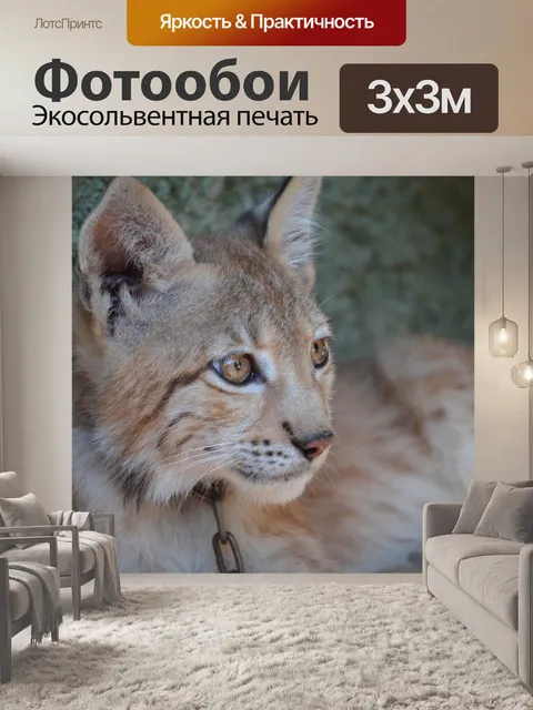 Фотообои Рысь, зоопарк, щенок
