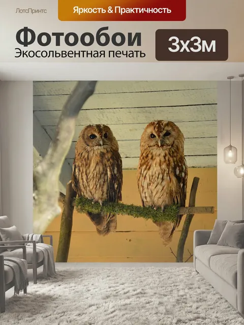 Фотообои Сова, неясыть обыкновенная, совы