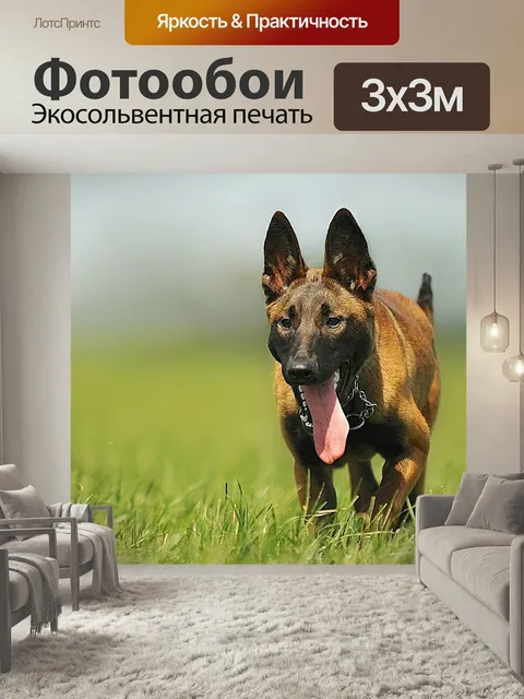 Фотообои Малинуа, собака, животное
