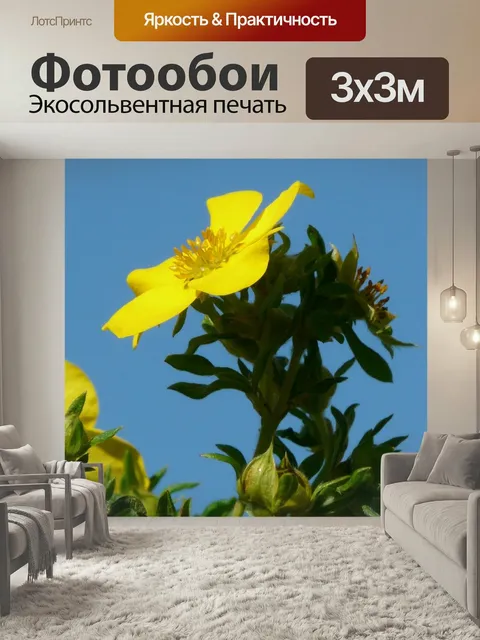 Фотообои Цвести, палец, кустарник