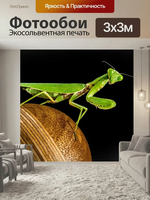 Фотообои Богомол, ловля насекомых, зеленый