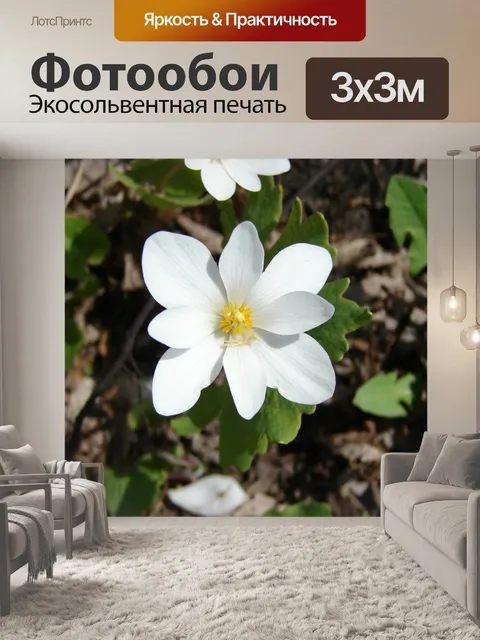 Фотообои Цветок, дикий, сангвинария