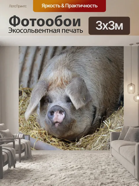 Фотообои Свинья, ферма, свинина