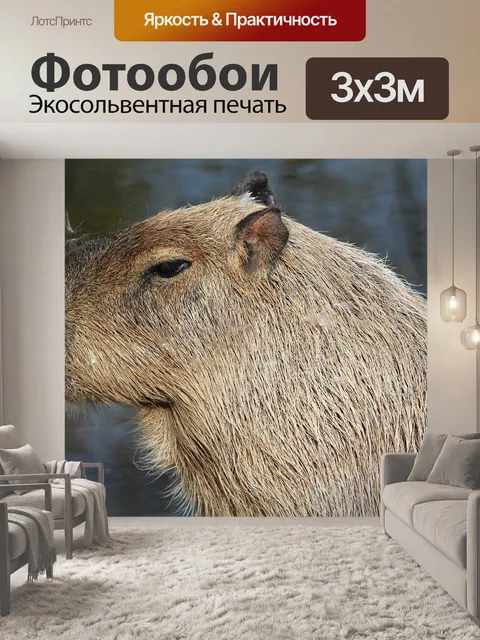 Фотообои Капибара, животное, млекопитающее