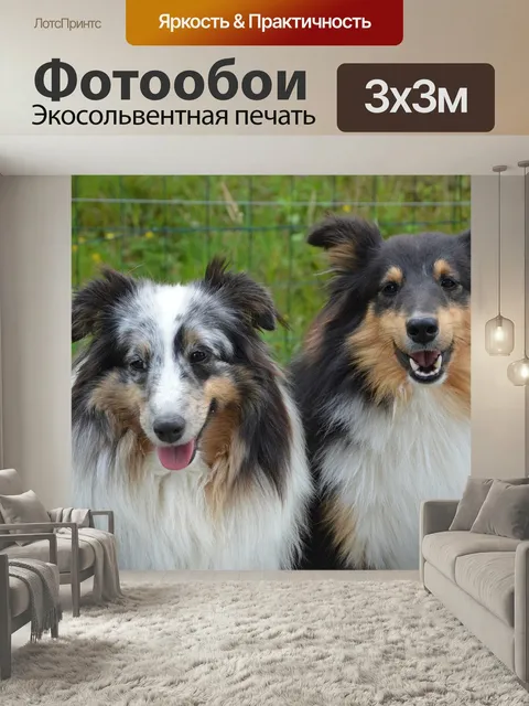 Фотообои Собаки, шелти, пара