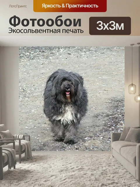 Фотообои Собака, тибетский терьер, балтийский морской пляж