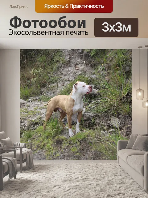 Фотообои Питбуль, собака, beastmode
