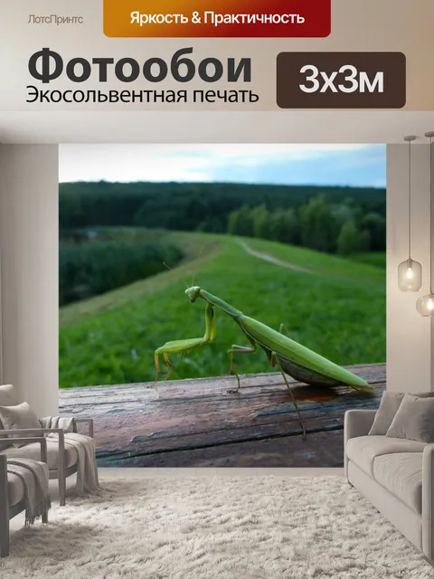 Фотообои Богомол, наблюдая за, поле