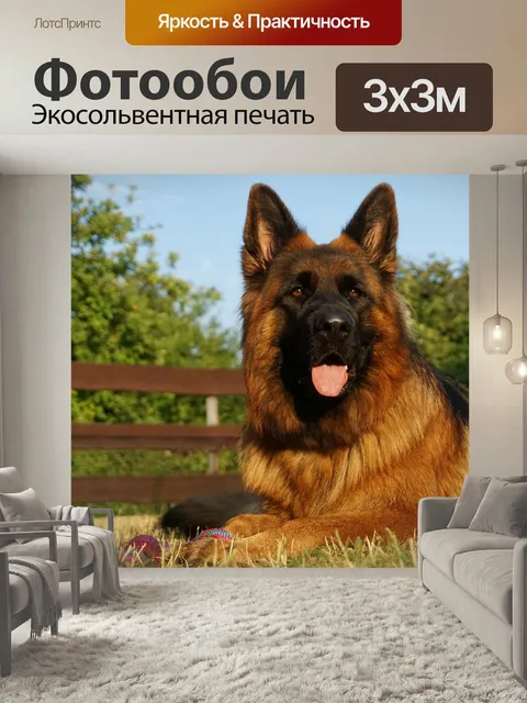 Фотообои Пастушья собака, немецкая овчарка, старая немецкая овчарка