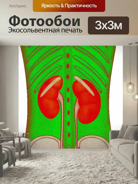 Фотообои Почка, почечный, мочевой