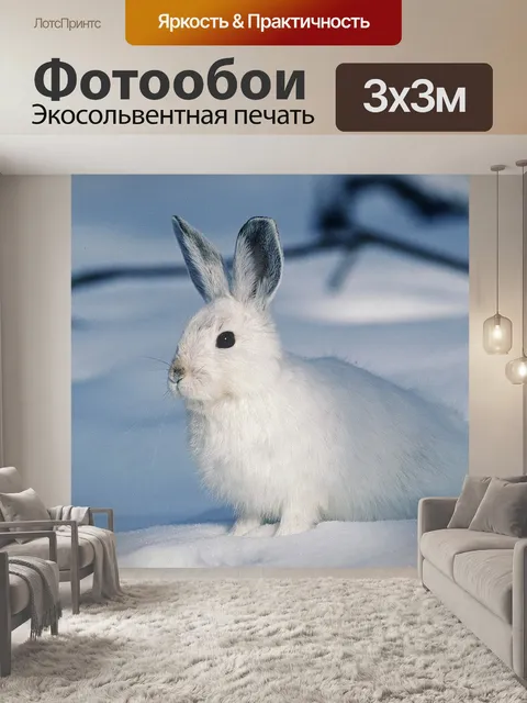 Фотообои Белый, кролик, животное