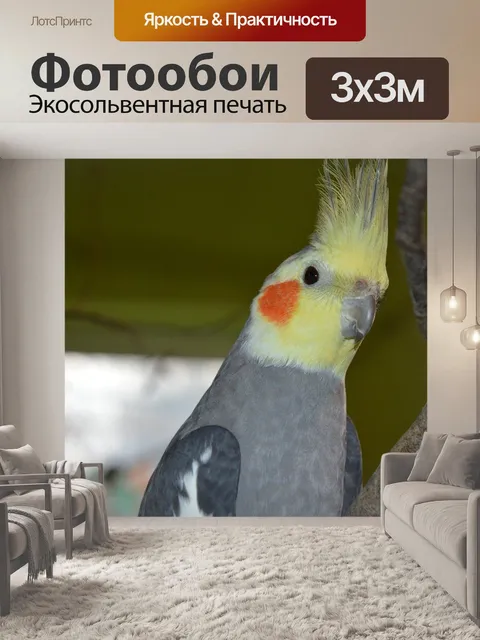 Фотообои Корелла, декоративная птица, капот